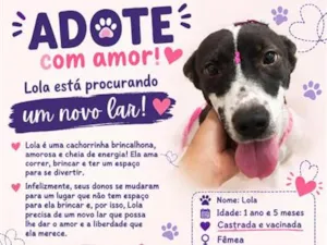 Cachorro raça SRD-ViraLata idade 1 ano nome Lola