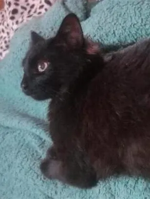Gato raça SRD-ViraLata idade 1 ano nome Aton