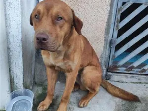 Cachorro raça SRD-ViraLata idade 2 anos nome Não sei o nome 