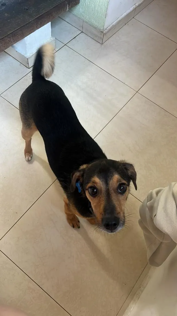 Cachorro raça SRD-ViraLata idade 3 anos nome Kaike