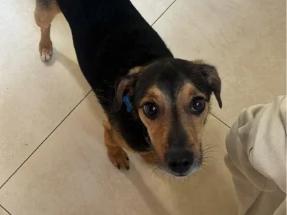 Cachorro raça SRD-ViraLata idade 3 anos nome Kaike