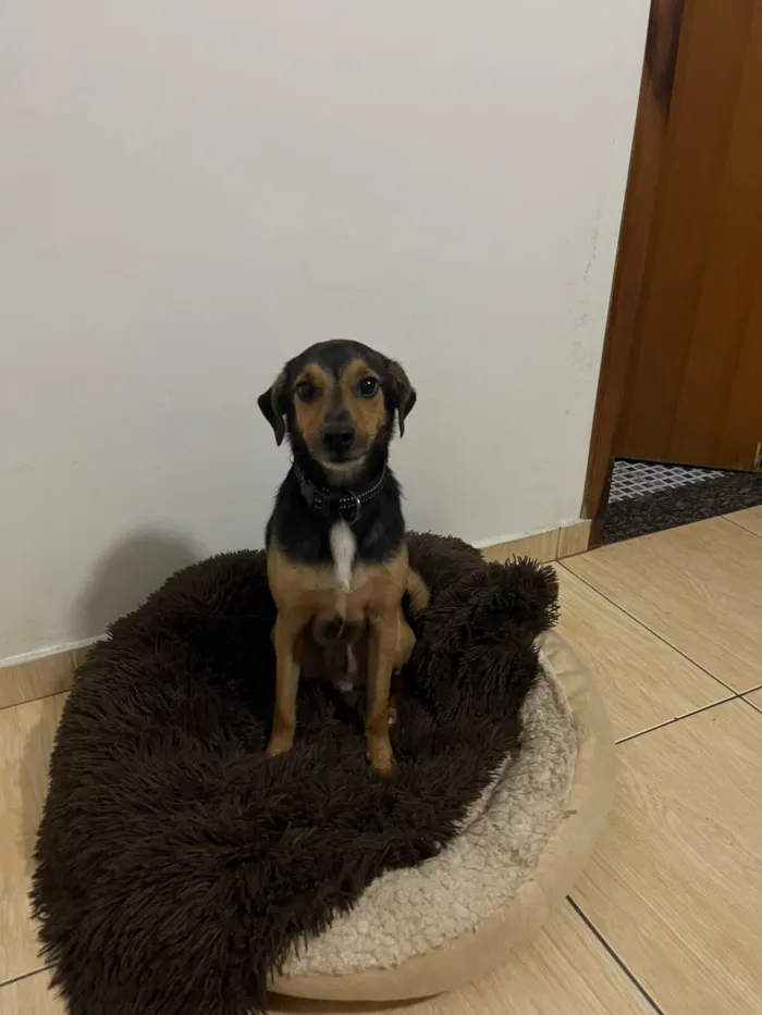 Cachorro raça SRD-ViraLata idade 3 anos nome Kaike