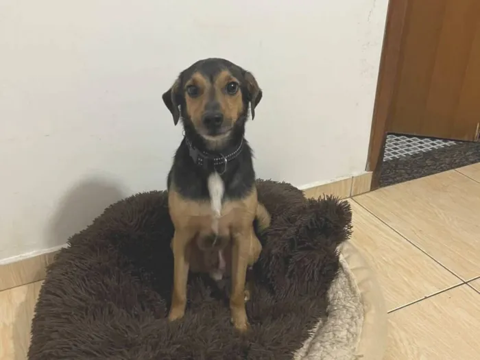 Cachorro raça SRD-ViraLata idade 3 anos nome Kaike