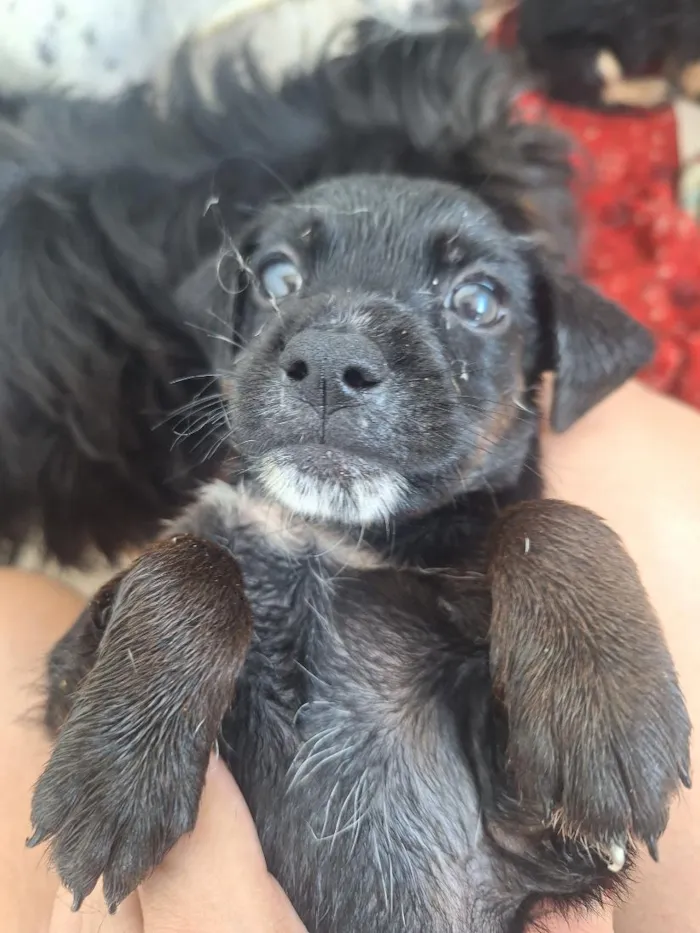 Cachorro raça SRD-ViraLata idade 2 a 6 meses nome vira-lata