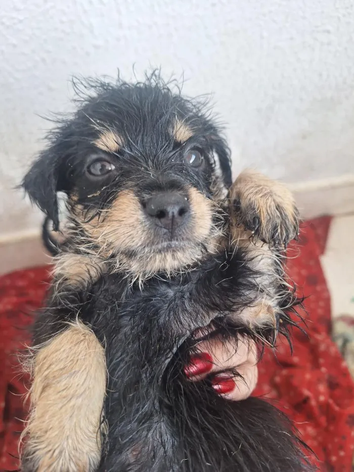 Cachorro raça SRD-ViraLata idade 2 a 6 meses nome vira-lata