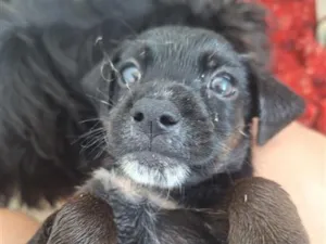 Cachorro raça SRD-ViraLata idade 2 a 6 meses nome vira-lata