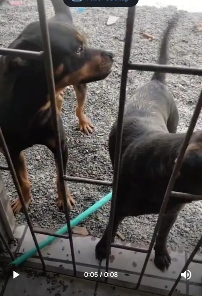 Cachorro raça SRD-ViraLata idade 1 ano nome sem nome 