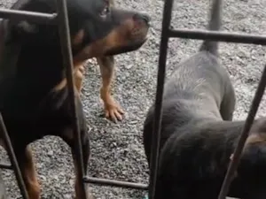 Cachorro raça SRD-ViraLata idade 1 ano nome sem nome 