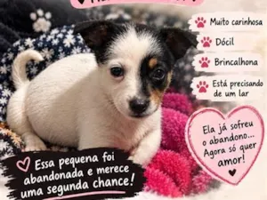 Cachorro raça SRD-ViraLata idade 2 a 6 meses nome Trix
