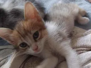 Gato raça SRD-ViraLata idade Abaixo de 2 meses nome Liu
