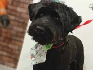 Cachorro raça SRD-ViraLata idade 5 anos nome Alek