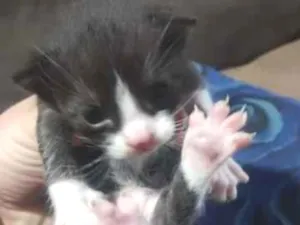 Gato raça SRD-ViraLata idade Abaixo de 2 meses nome Filhote frajola 