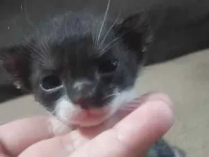 Gato raça SRD-ViraLata idade Abaixo de 2 meses nome Filhote frajola