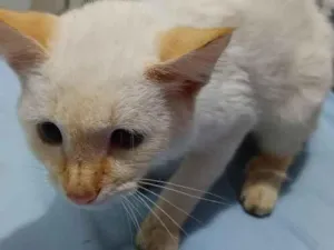 Gato raça SRD-ViraLata idade 2 a 6 meses nome rubi