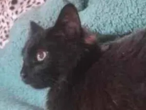 Gato raça SRD-ViraLata idade 1 ano nome Aton