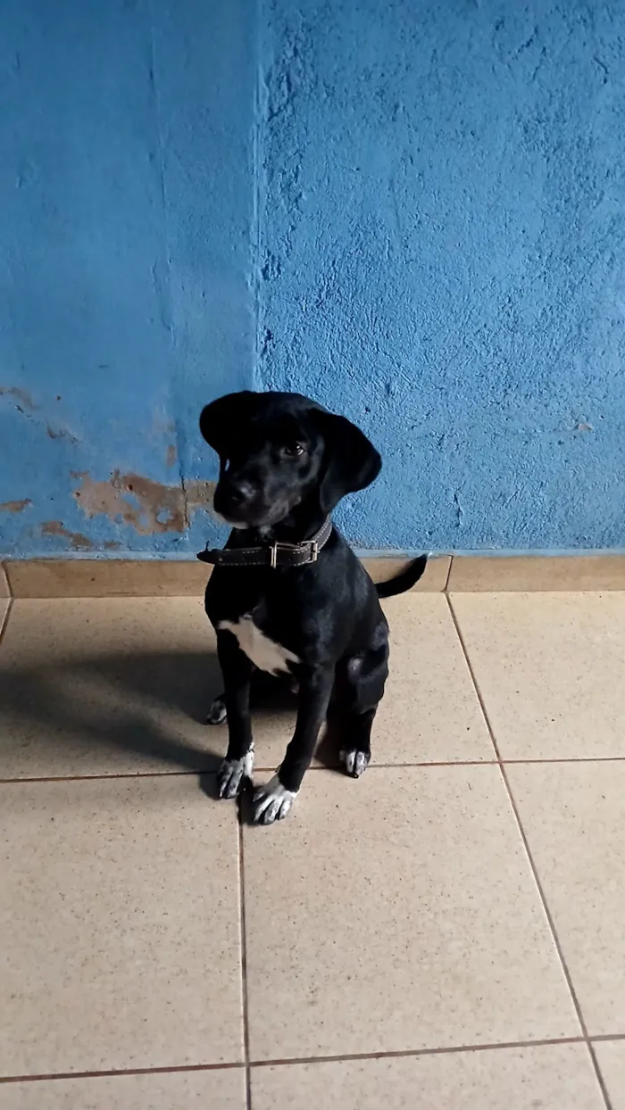 Cachorro raça SRD-ViraLata idade 2 a 6 meses nome Bleck