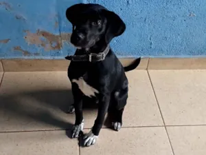Cachorro raça SRD-ViraLata idade 2 a 6 meses nome Bleck