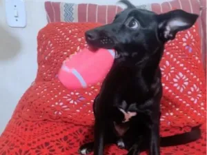 Cachorro raça Labrador idade 2 a 6 meses nome luna