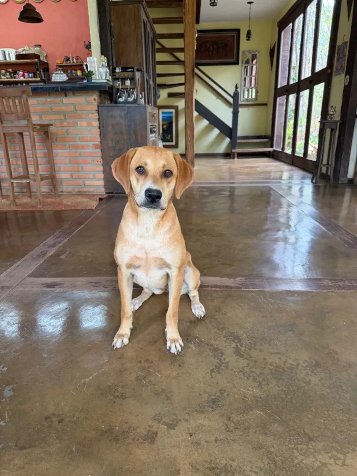 Cachorro raça SRD-ViraLata idade 2 anos nome Mel