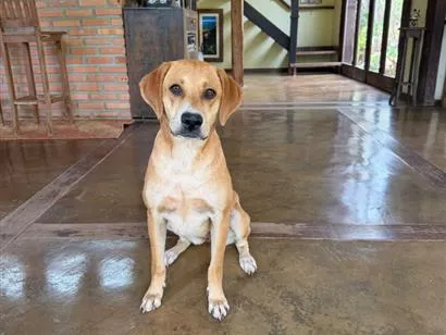 Cachorro raça SRD-ViraLata idade 2 anos nome Mel