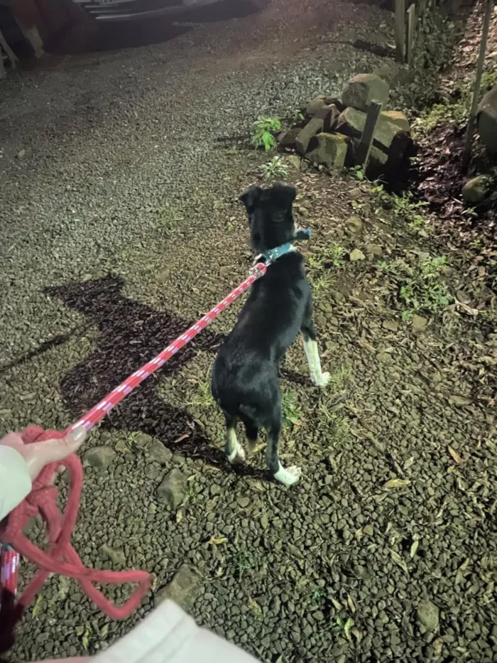 Cachorro raça SRD-ViraLata idade 7 a 11 meses nome Lua