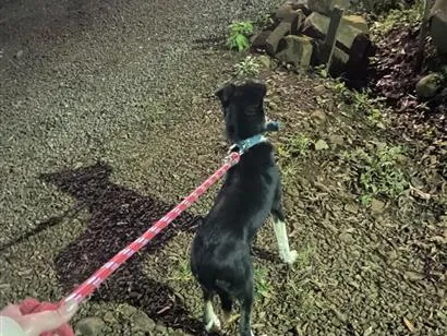 Cachorro raça SRD-ViraLata idade 7 a 11 meses nome Lua