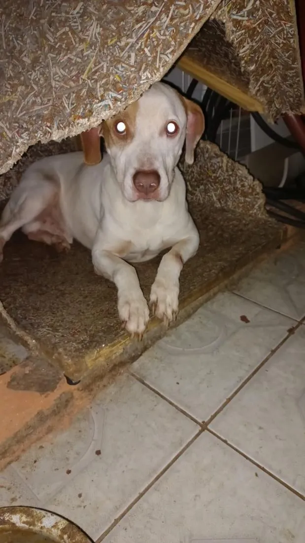 Cachorro raça Pit-Bull idade 3 anos nome Chorão