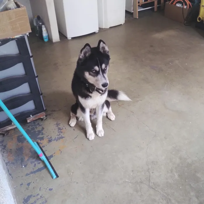 Cachorro raça SRD-ViraLata idade 1 ano nome Tanus