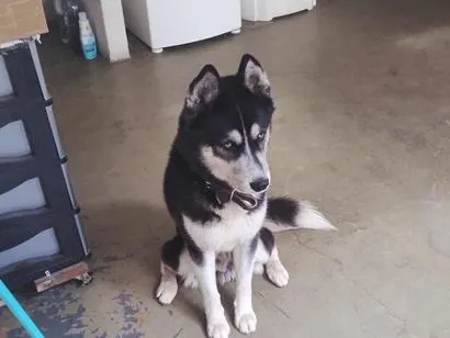 Cachorro raça SRD-ViraLata idade 1 ano nome Tanus