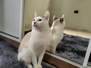 Gato raça SRD-ViraLata idade 7 a 11 meses nome Tigrinho 