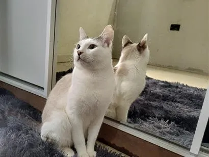 Gato raça SRD-ViraLata idade 7 a 11 meses nome Tigrinho 
