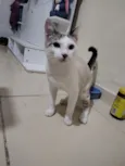 Tigrinho 
