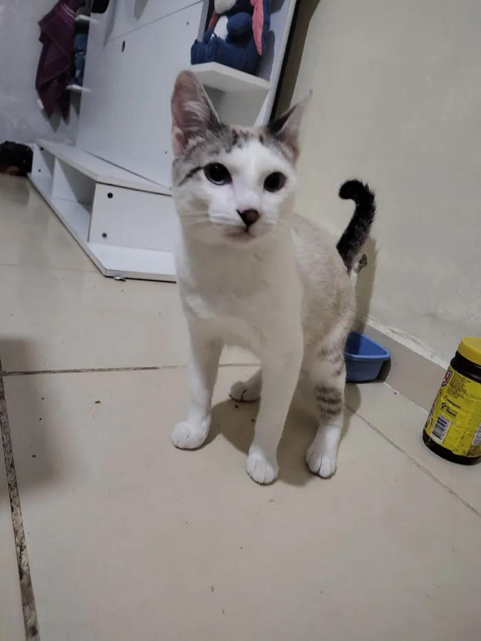 Gato raça SRD-ViraLata idade 7 a 11 meses nome Tigrinho 
