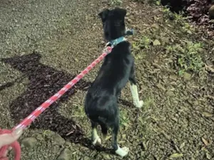 Cachorro raça SRD-ViraLata idade 7 a 11 meses nome Lua