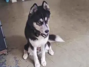 Cachorro raça SRD-ViraLata idade 1 ano nome Tanus