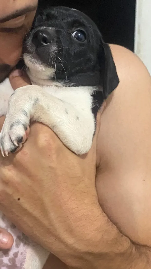 Cachorro raça SRD-ViraLata idade 2 a 6 meses nome Luna
