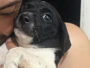 Cachorro raça SRD-ViraLata idade 2 a 6 meses nome Luna