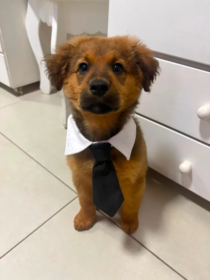 Cachorro raça Pastor Alemão idade 2 a 6 meses nome Totó