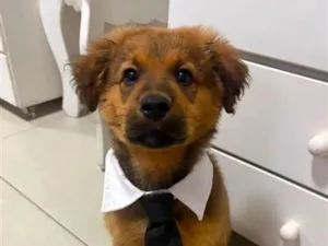 Cachorro raça Pastor Alemão idade 2 a 6 meses nome Totó