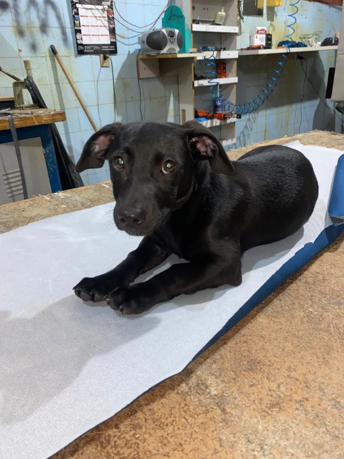 Cachorro raça SRD-ViraLata idade 2 a 6 meses nome Kadu