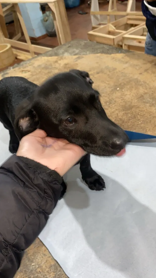 Cachorro raça SRD-ViraLata idade 2 a 6 meses nome Kadu