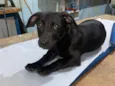 Kadu