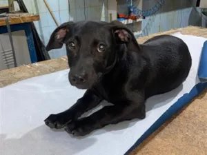 Cachorro raça SRD-ViraLata idade 2 a 6 meses nome Kadu