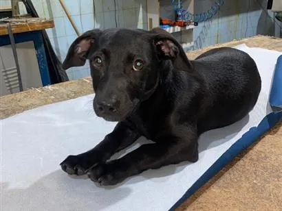 Cachorro raça SRD-ViraLata idade 2 a 6 meses nome Kadu