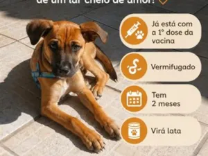 Cachorro raça SRD-ViraLata idade 2 a 6 meses nome chocolate