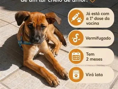 Cachorro raça SRD-ViraLata idade 2 a 6 meses nome chocolate