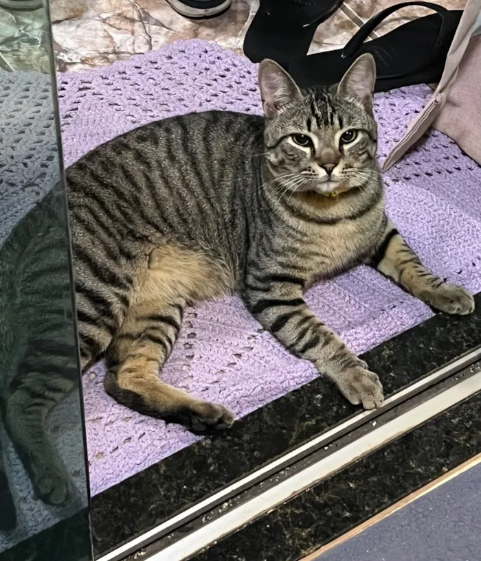 Gato raça SRD-ViraLata idade 2 anos nome não sei 