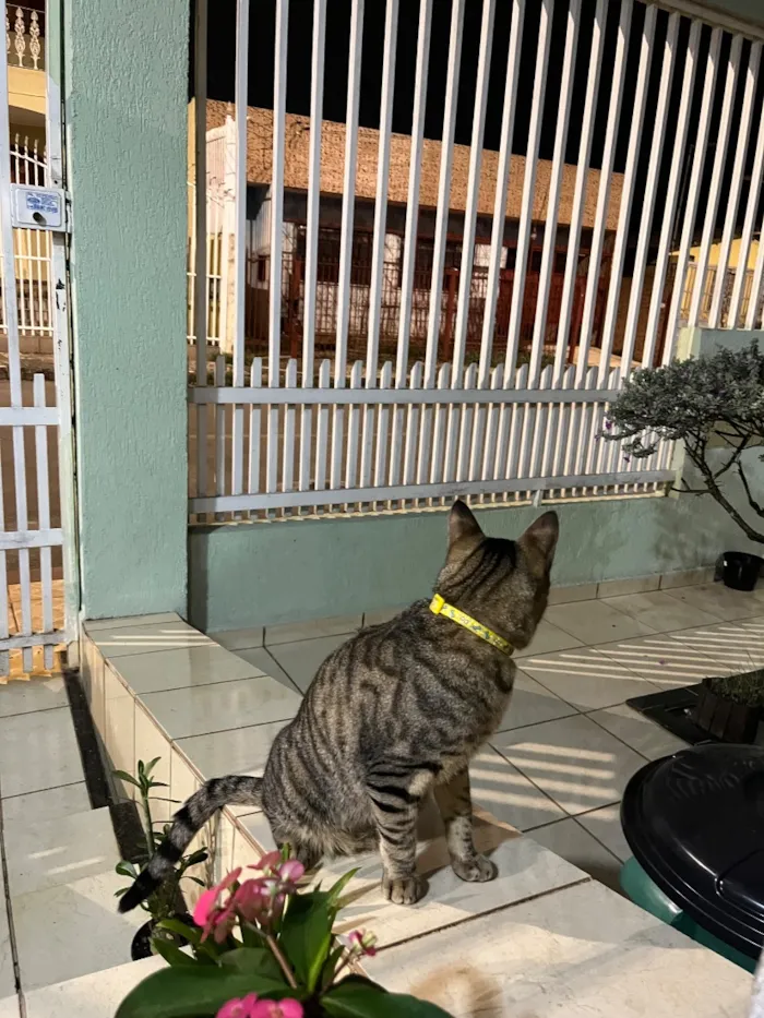 Gato raça SRD-ViraLata idade 2 anos nome não sei 