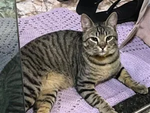 Gato raça SRD-ViraLata idade 2 anos nome não sei 