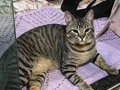 Gato raça SRD-ViraLata idade 2 anos nome não sei 
